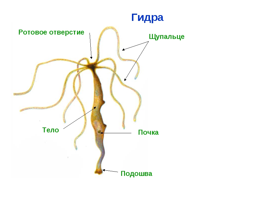 Найти ссылку на кракен